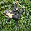 Dutch Brothers NOVELTY Resin Monkey And Baby