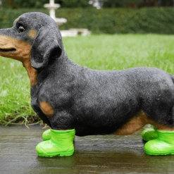 Dutch Brothers Dachshund Puppy