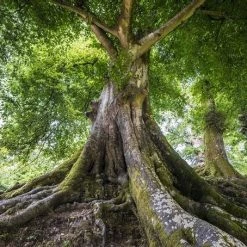 Giftworks Tree Canvas Print HOME DÉCOR