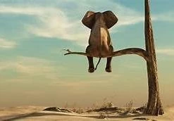 Nino Leuchten GENERAL GIFTS Lonely Elephant Canvas Print