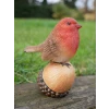 Dutch Brothers Robin On Acorn