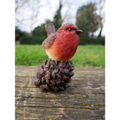 Dutch Brothers Robin On Pinecone