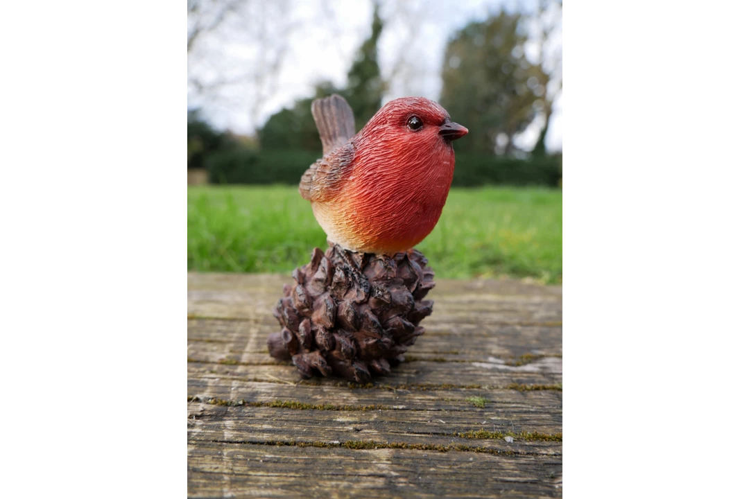 Dutch Brothers Robin On Pinecone 4 Dutch Brothers Robin On Pinecone