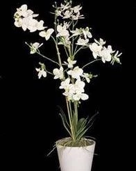 Enchante White Potted Orchid 80cm