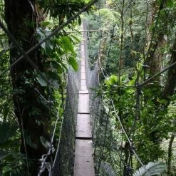 Giftworks GENERAL GIFTS Taira Framed Image Jungle