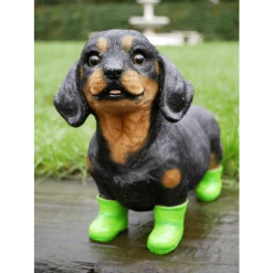 Dutch Brothers Dachshund Puppy