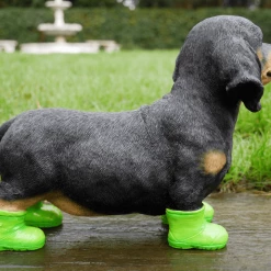 Dutch Brothers Dachshund Puppy