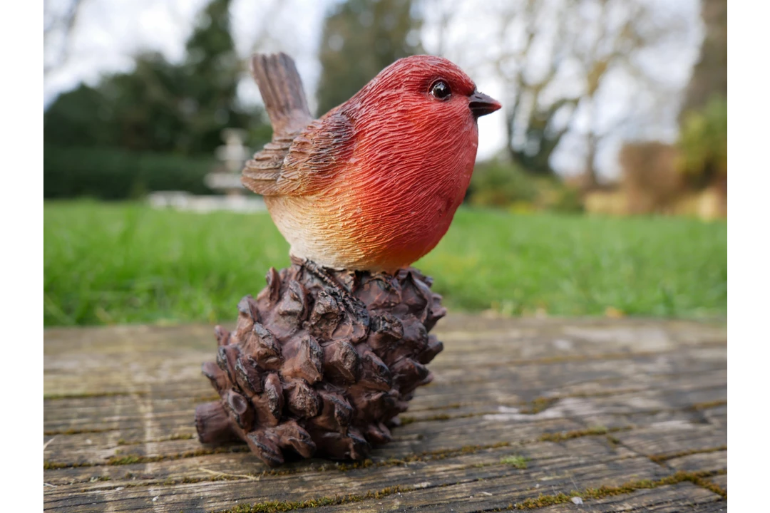 Dutch Brothers Robin On Pinecone 6 Dutch Brothers Robin On Pinecone