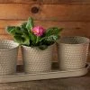 Giftworks EMBOSSED PLANT 3 HERB POTS TRAY