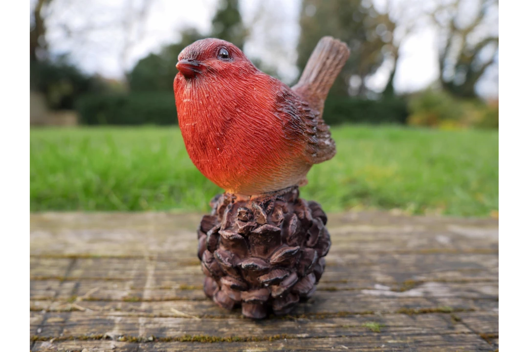 Dutch Brothers Robin On Pinecone 5 Dutch Brothers Robin On Pinecone