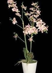 Enchante Pink Potted Orchid 80cm