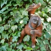 Giftworks Orangutang Wall Garden Decoration